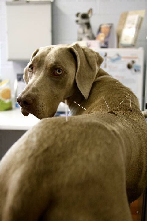 New Harmony Veterinary Acupuncture